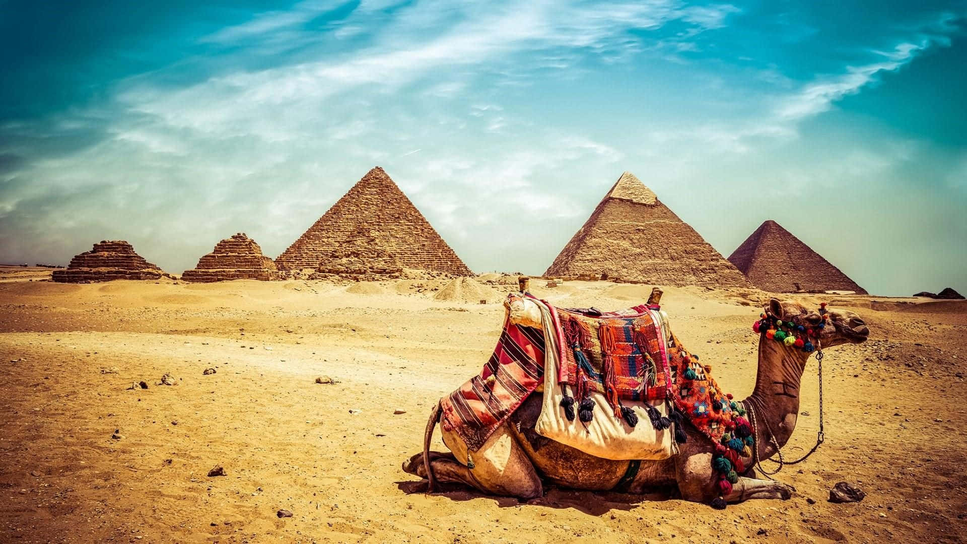 Camel On Sandy Desert With Giza Pyramids