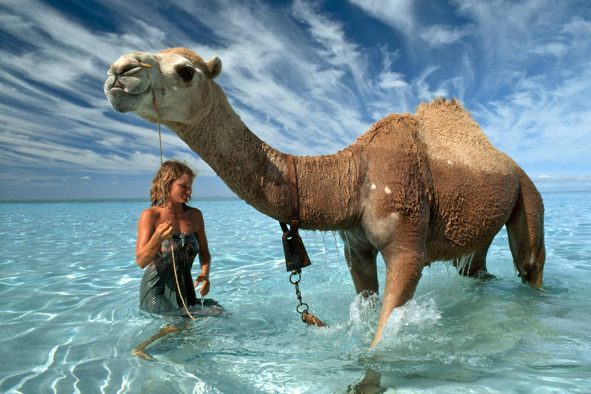 Camel Taking A Bath Background