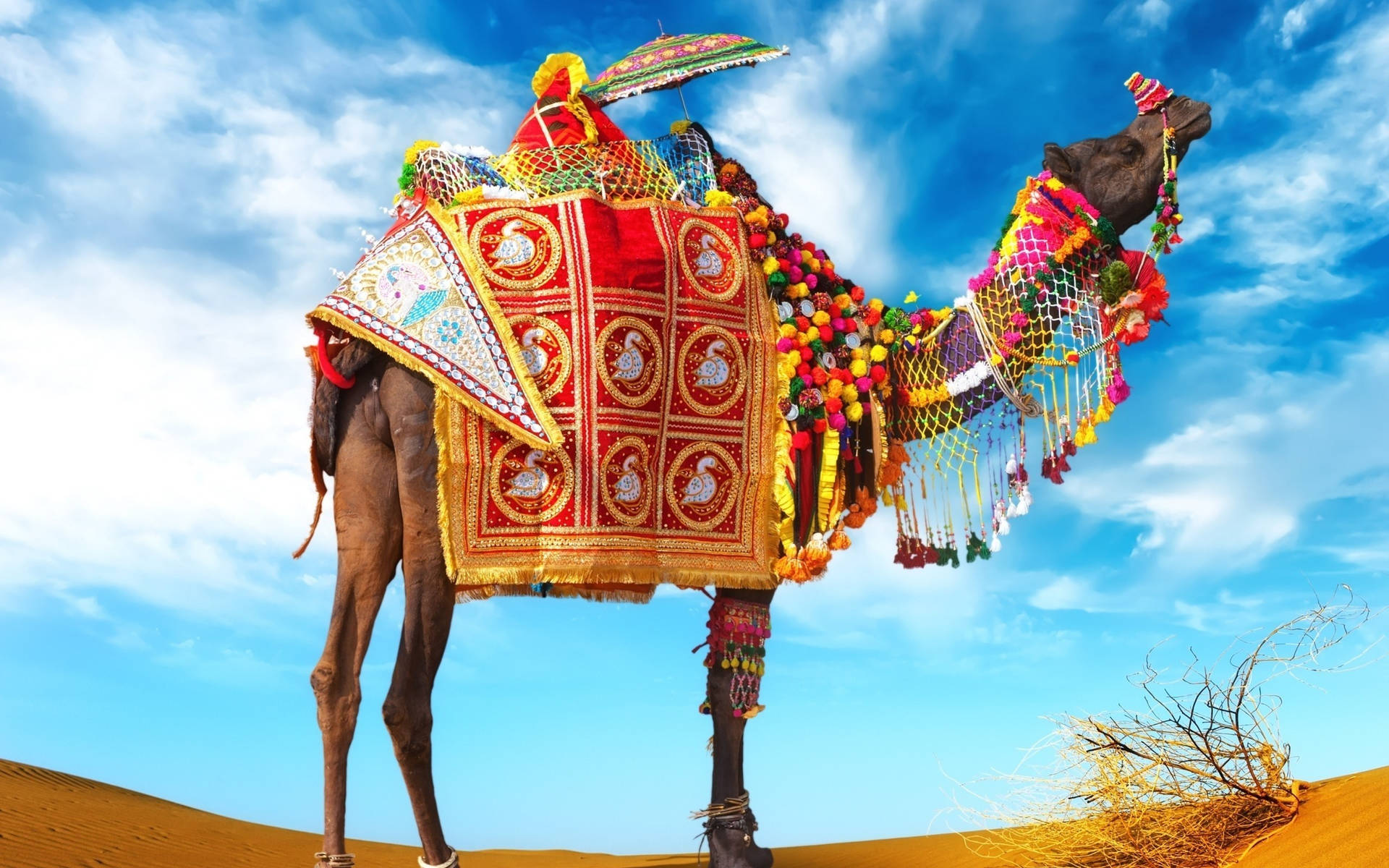 Camel With Accessories Background