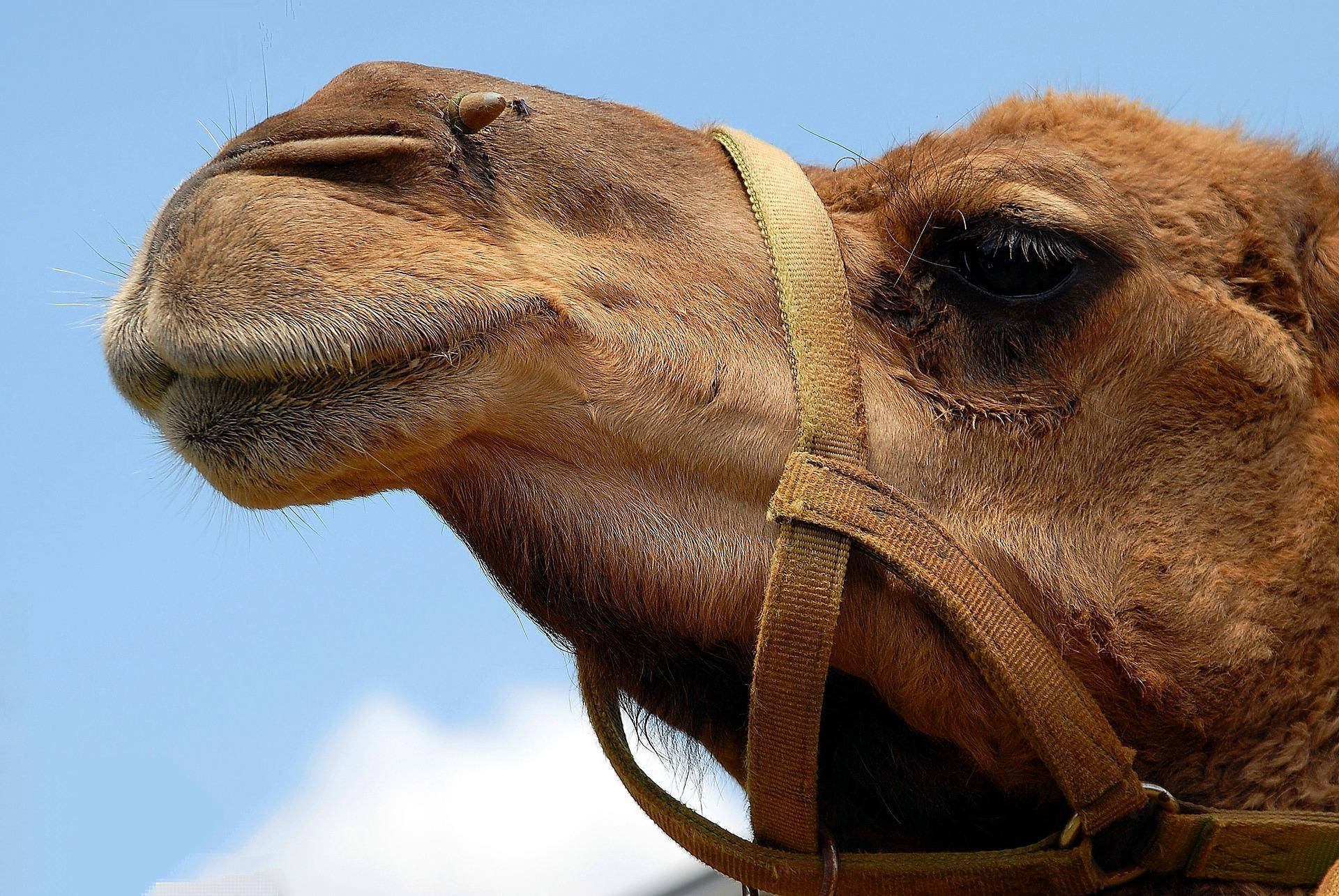 Camel With Muzzle Background