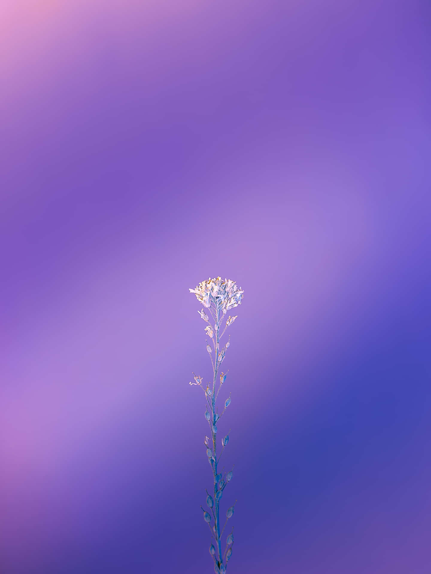 Camelina Sativa Plant Pretty Purple Background