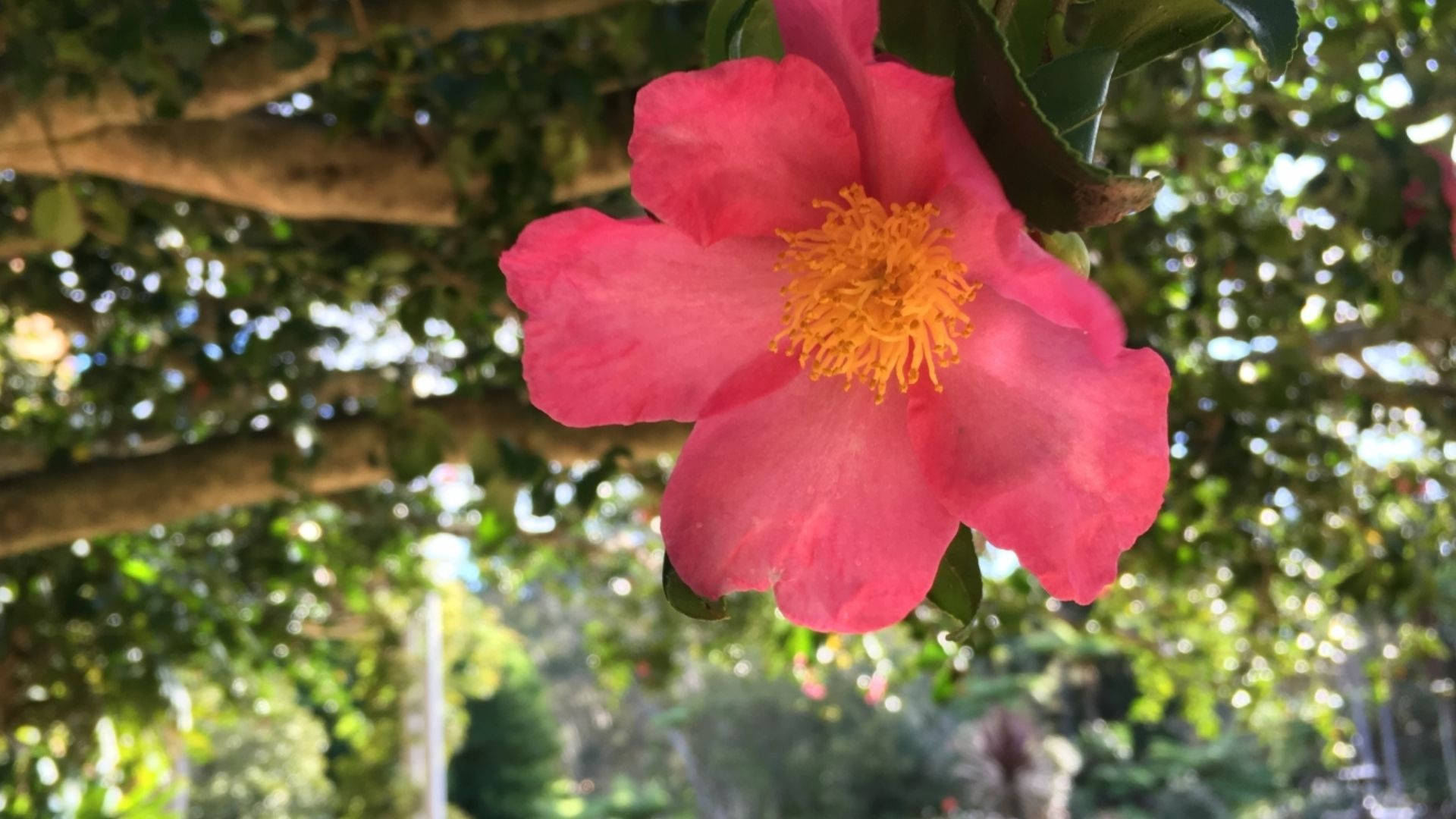 Camellia Sasanqua Bloom Background