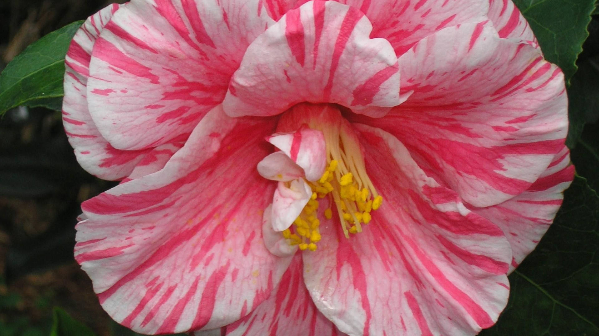 Camellia Sasanqua Flower Beauty Background