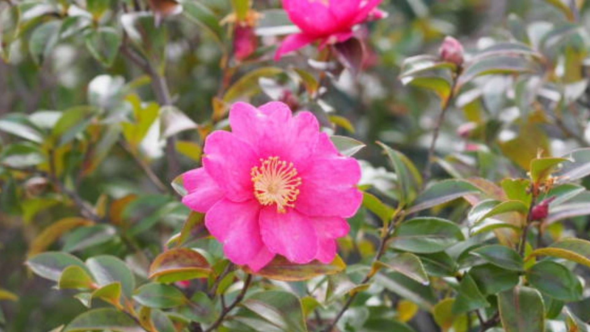 Camellia Sasanqua Flower Garden