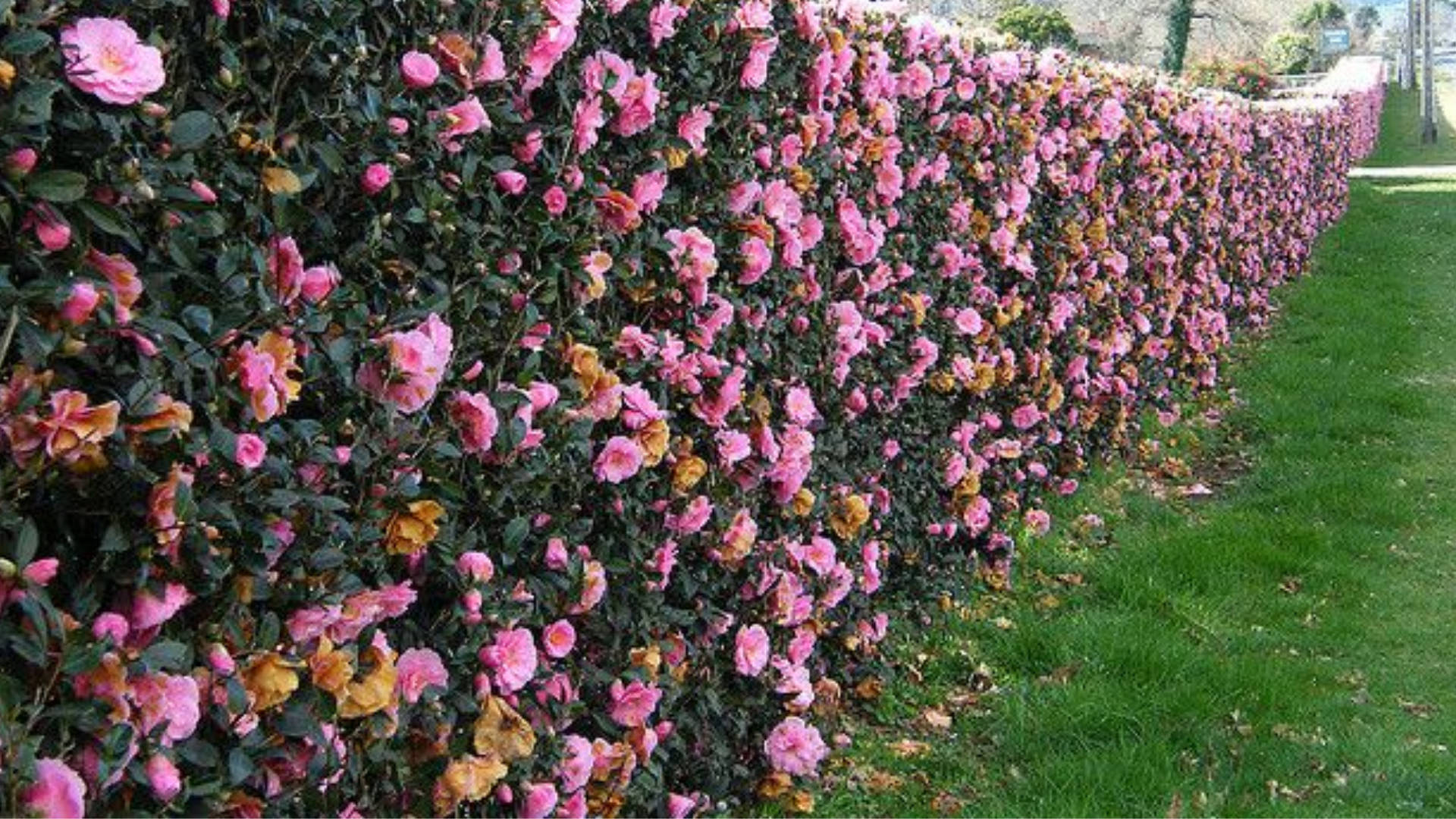Camellia Sasanqua Flowers Block Background