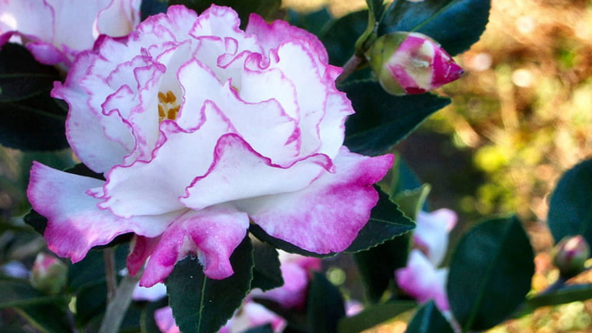Camellia Sasanqua In Full Bloom