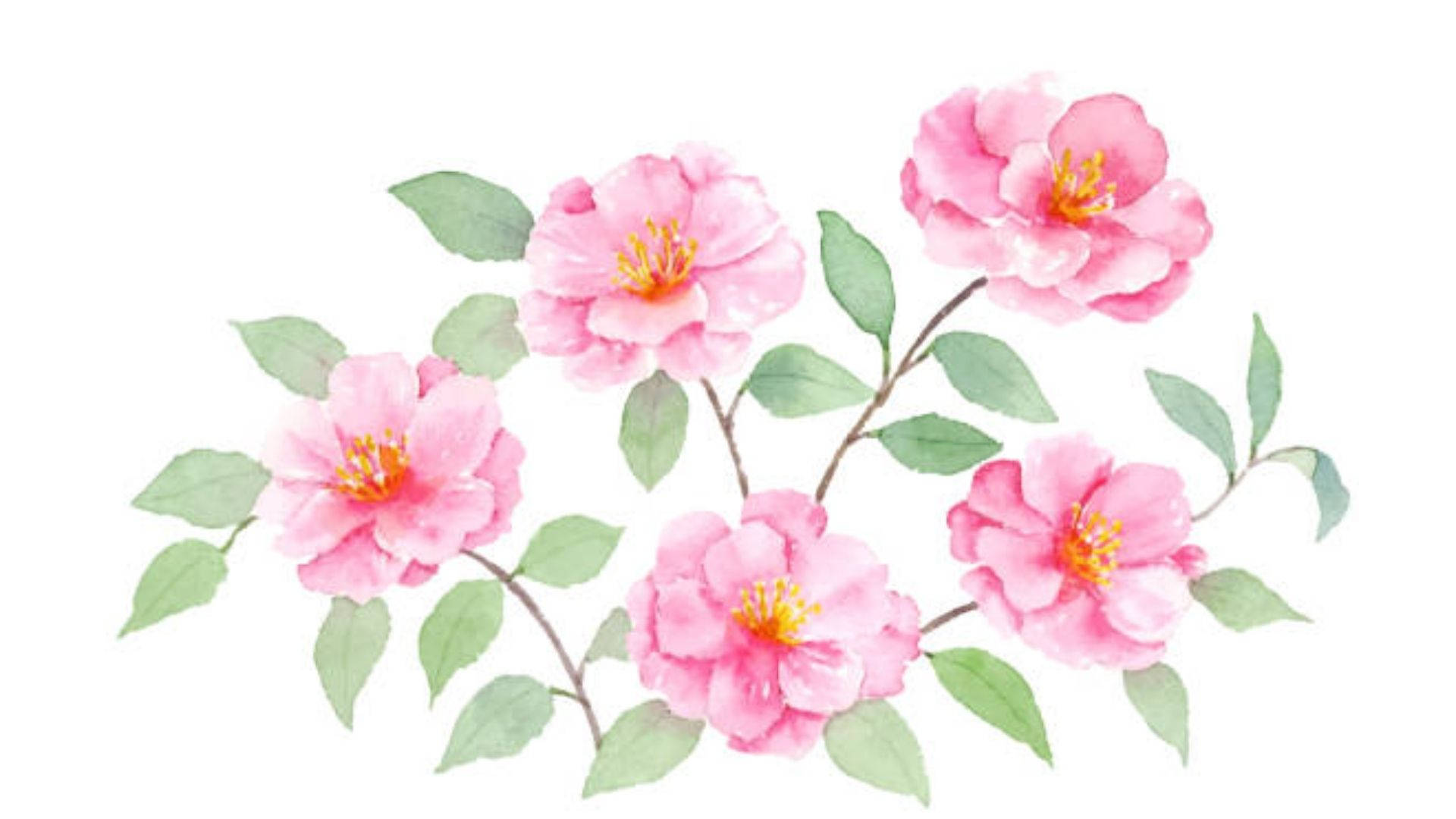 Camellia Sasanqua In Watercolor Background