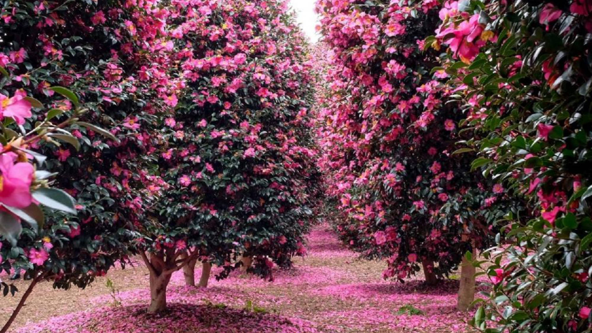 Camellia Sasanqua Trees Background