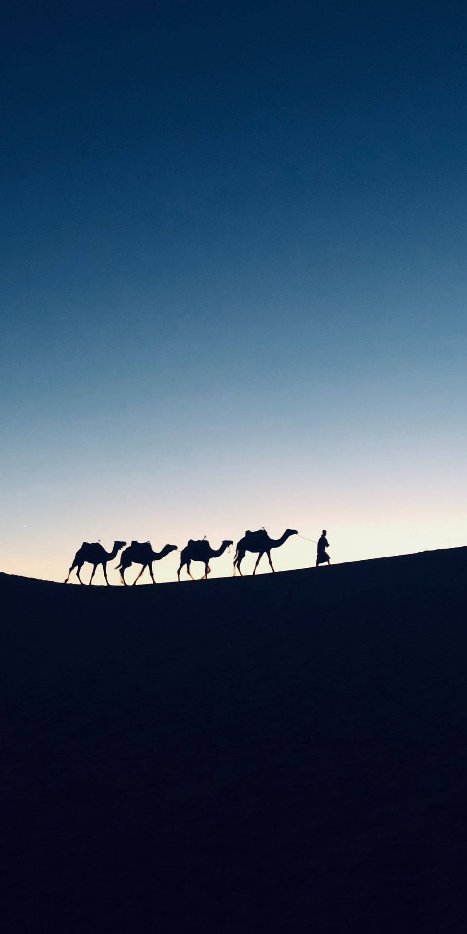 Camels Aesthetic Image