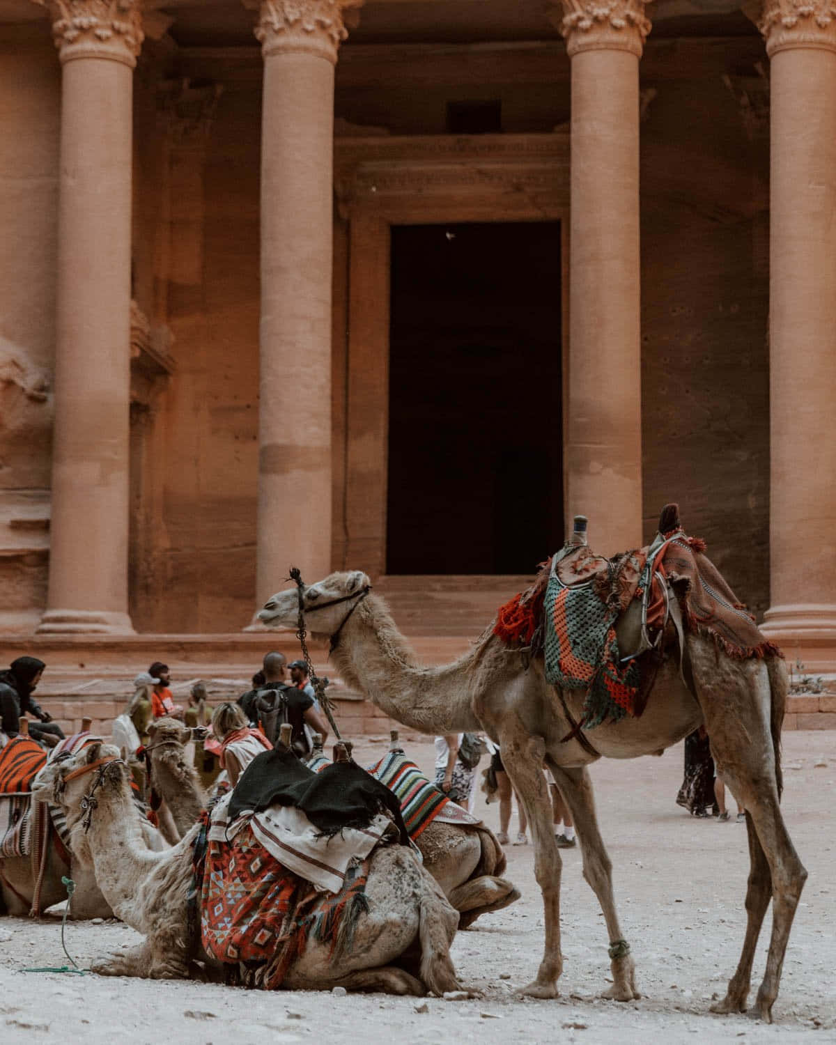 Camels By Jordan Petra Columns Background