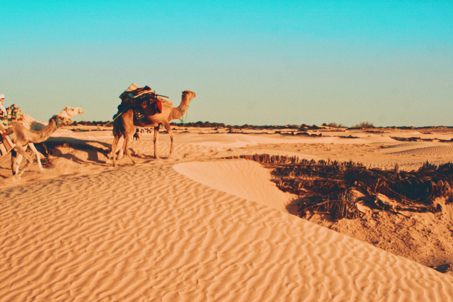 Camels In Desert Of Tunisia Background