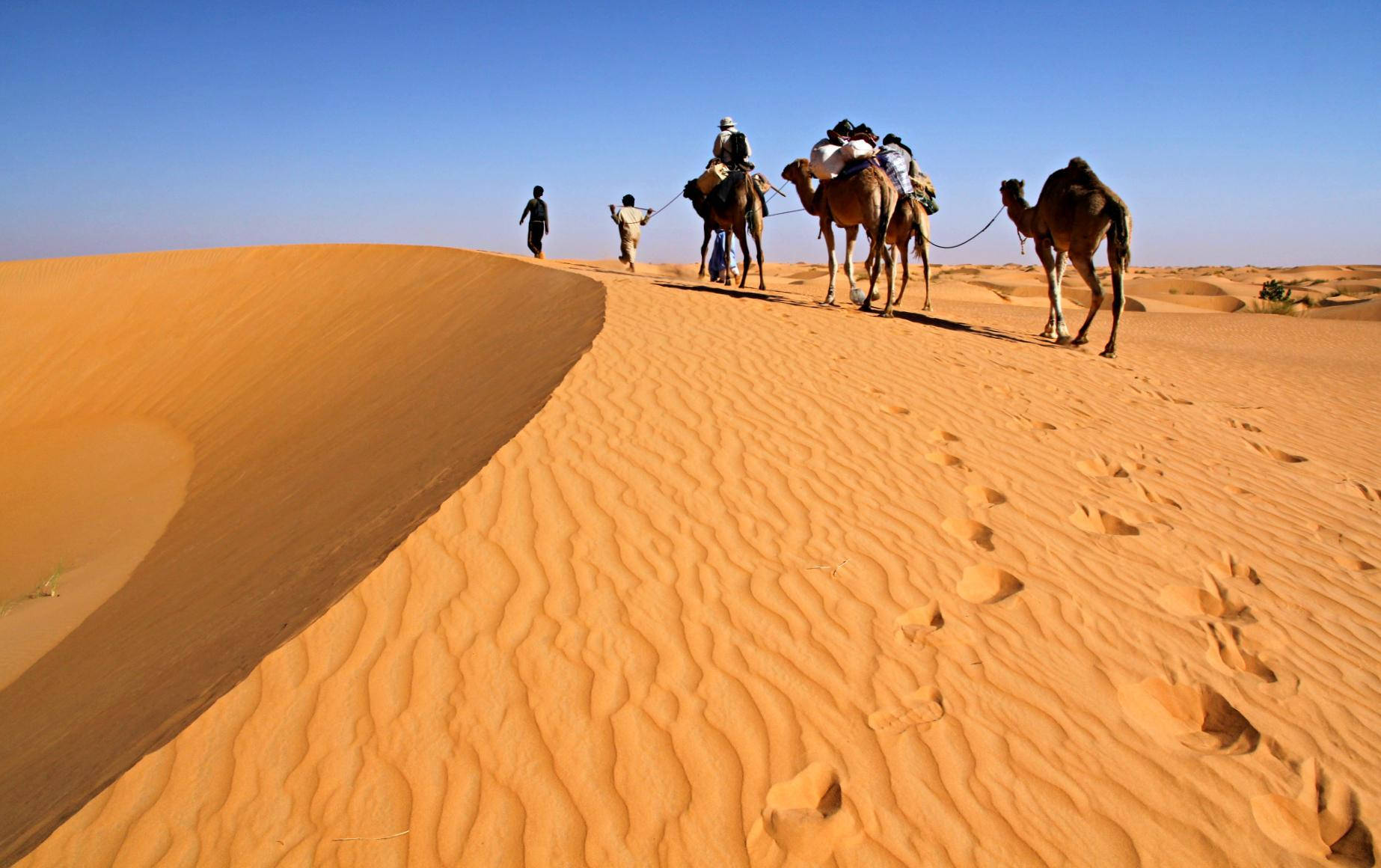 Camels In Mauritania Desert Background