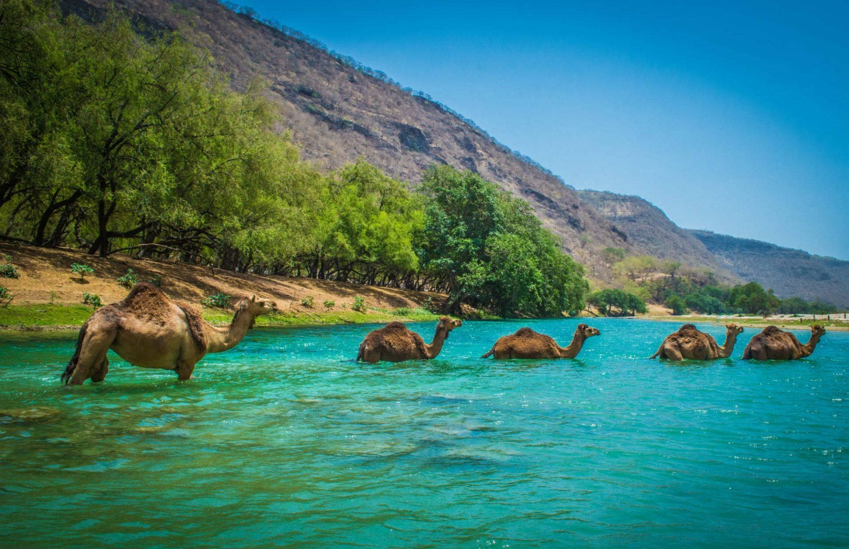 Camels In Oman Sea