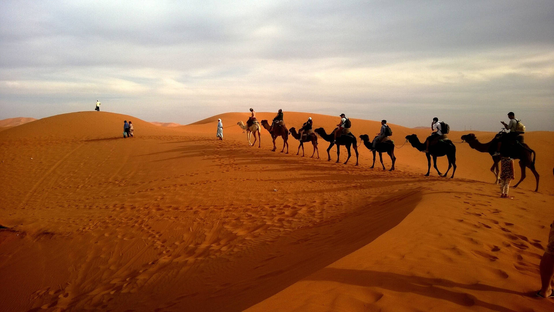 Camels In Sahara Desert Background