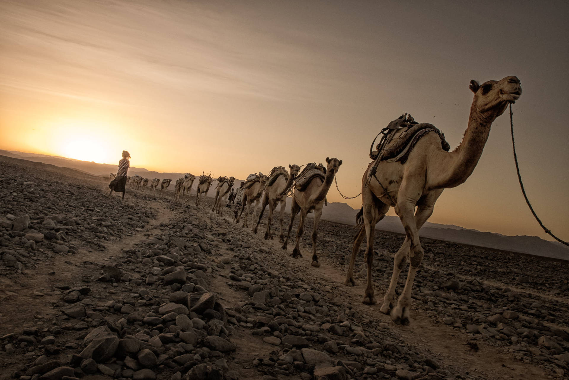 Camels Line Up Background