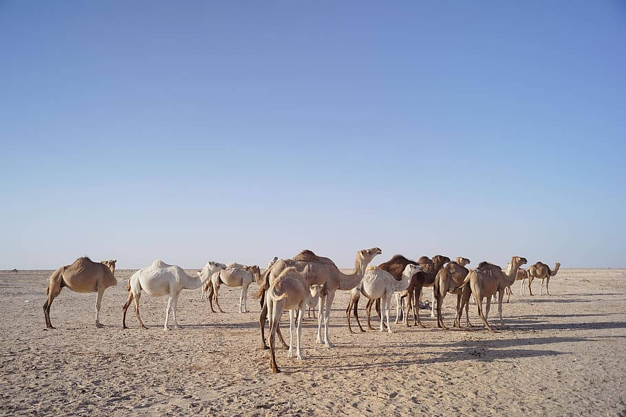 Camels Of Mauritania