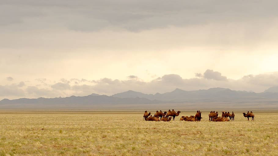 Camels Of The Mongolias