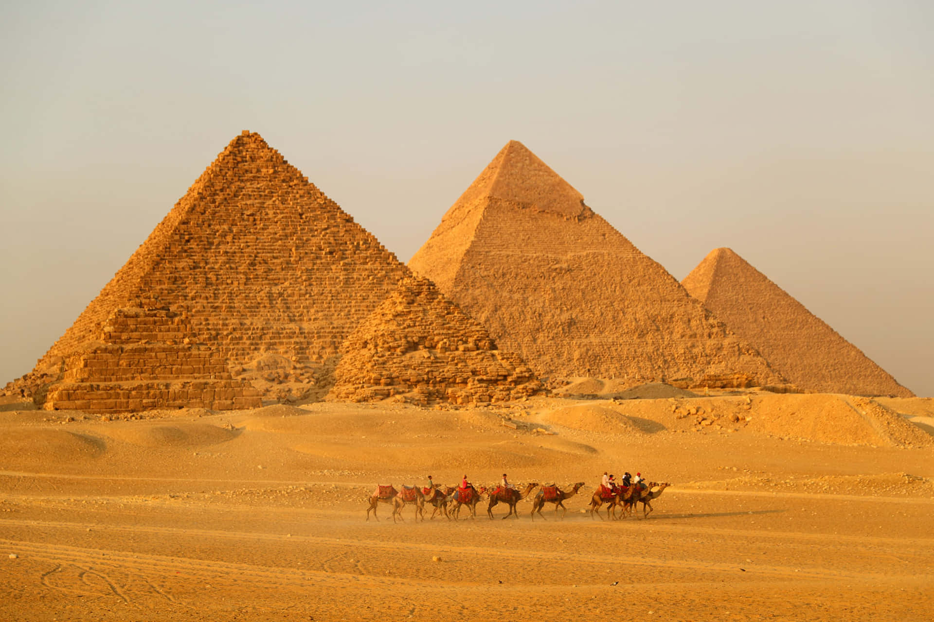 Camels On A Tour Of The Pyramids Of Giza Background