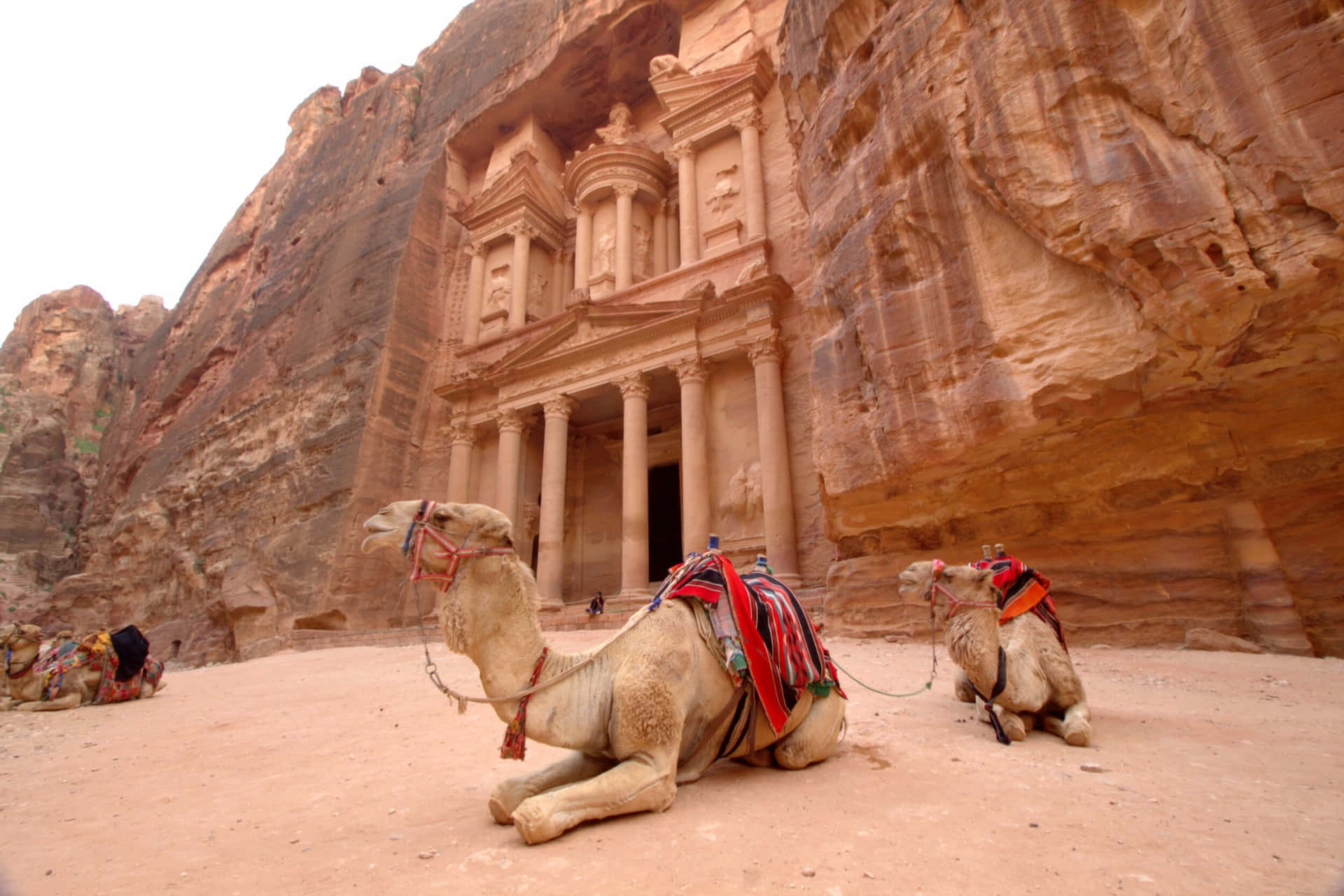 Camels Resting At The Archaeological Site Of Petra Background