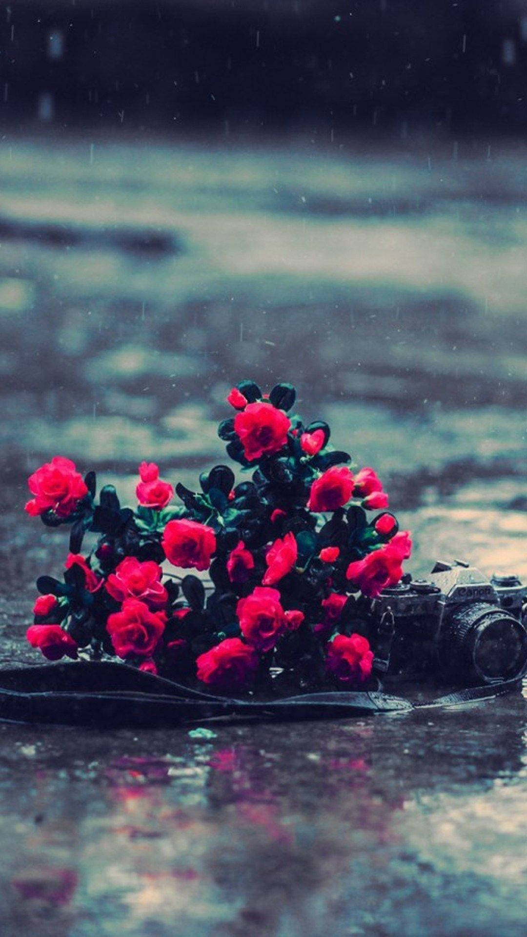 Camera And Roses Under The Beautiful Rain Background