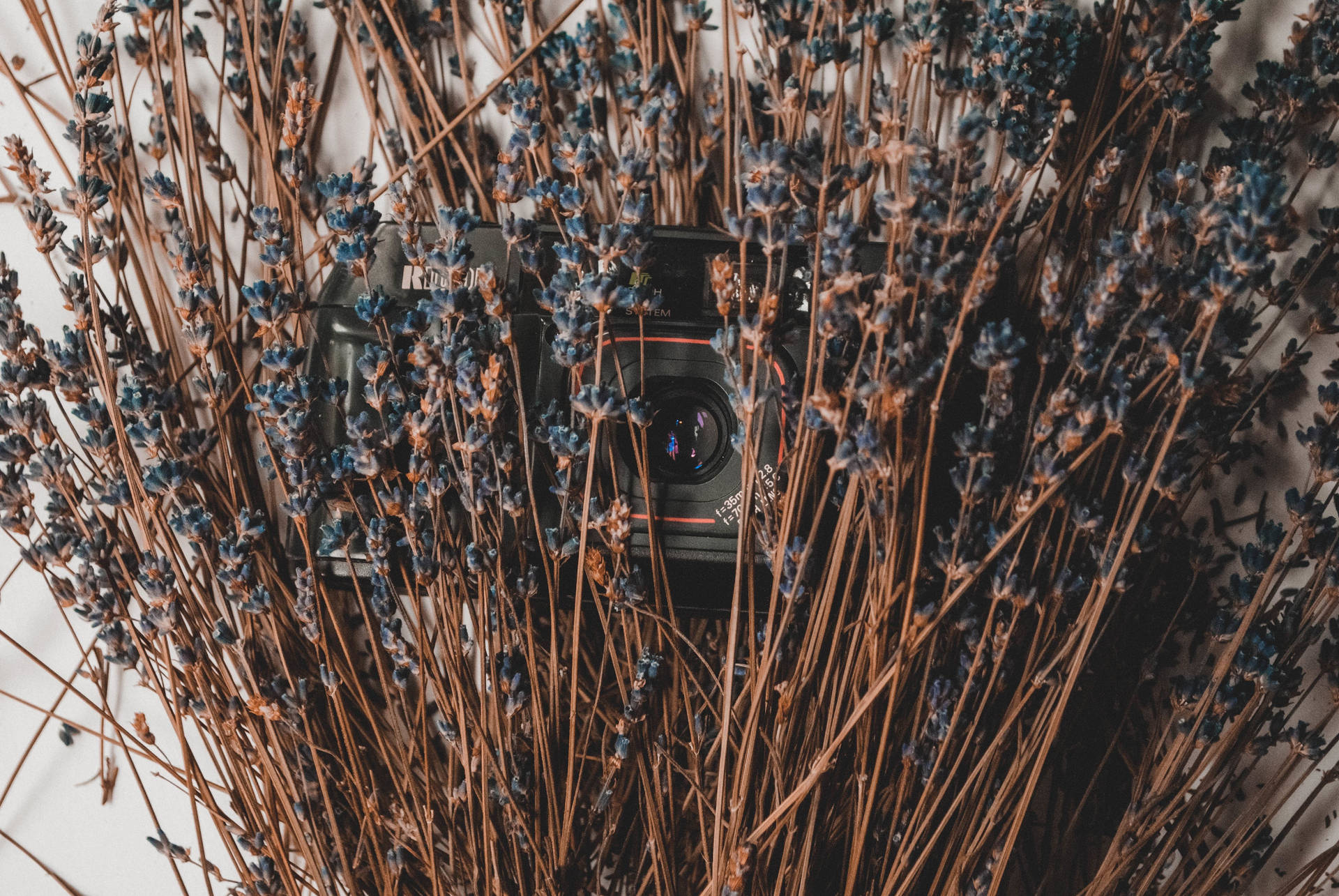 Camera In Dried Lavender Flowers Background