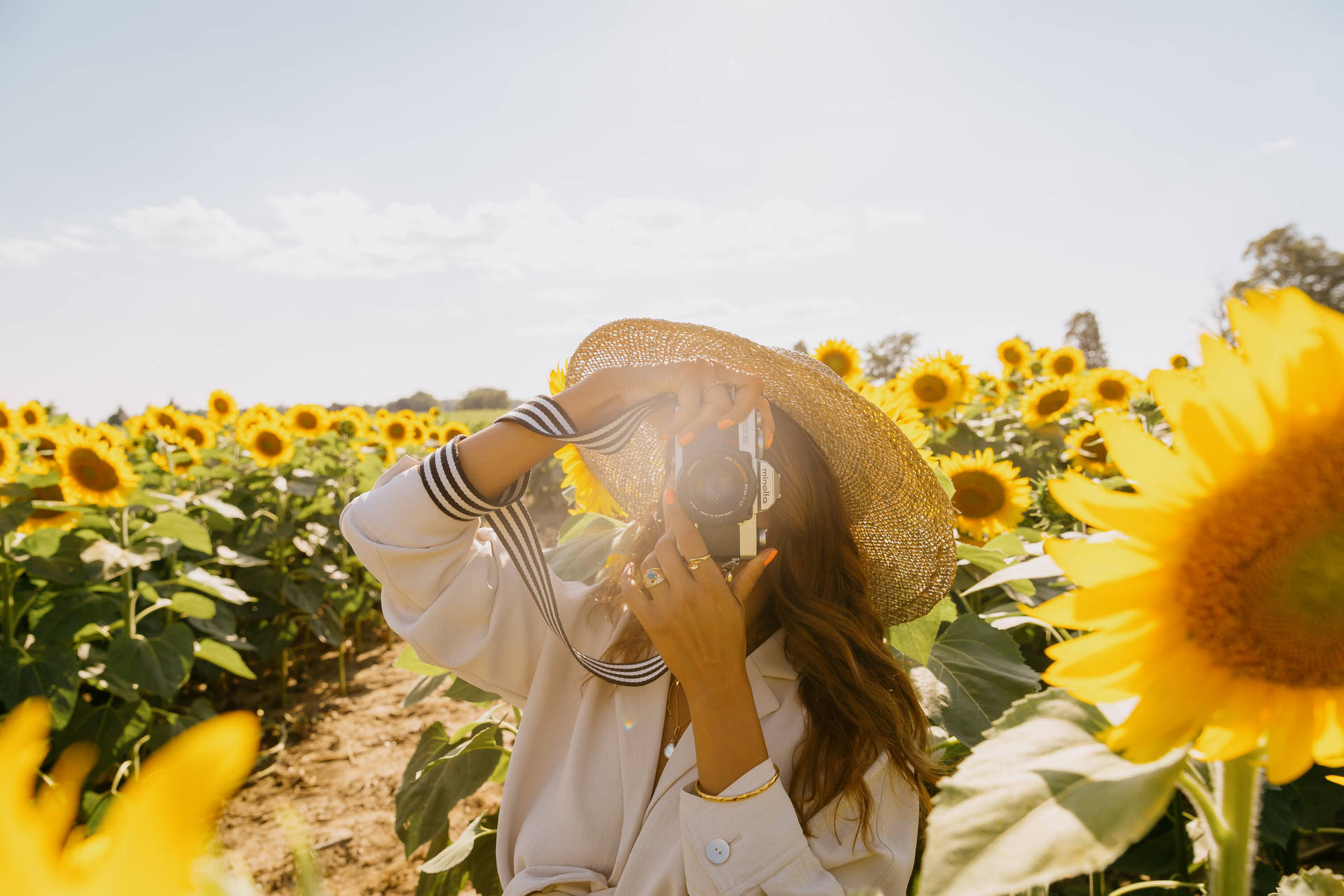 Camera In The Sunflower Field Background