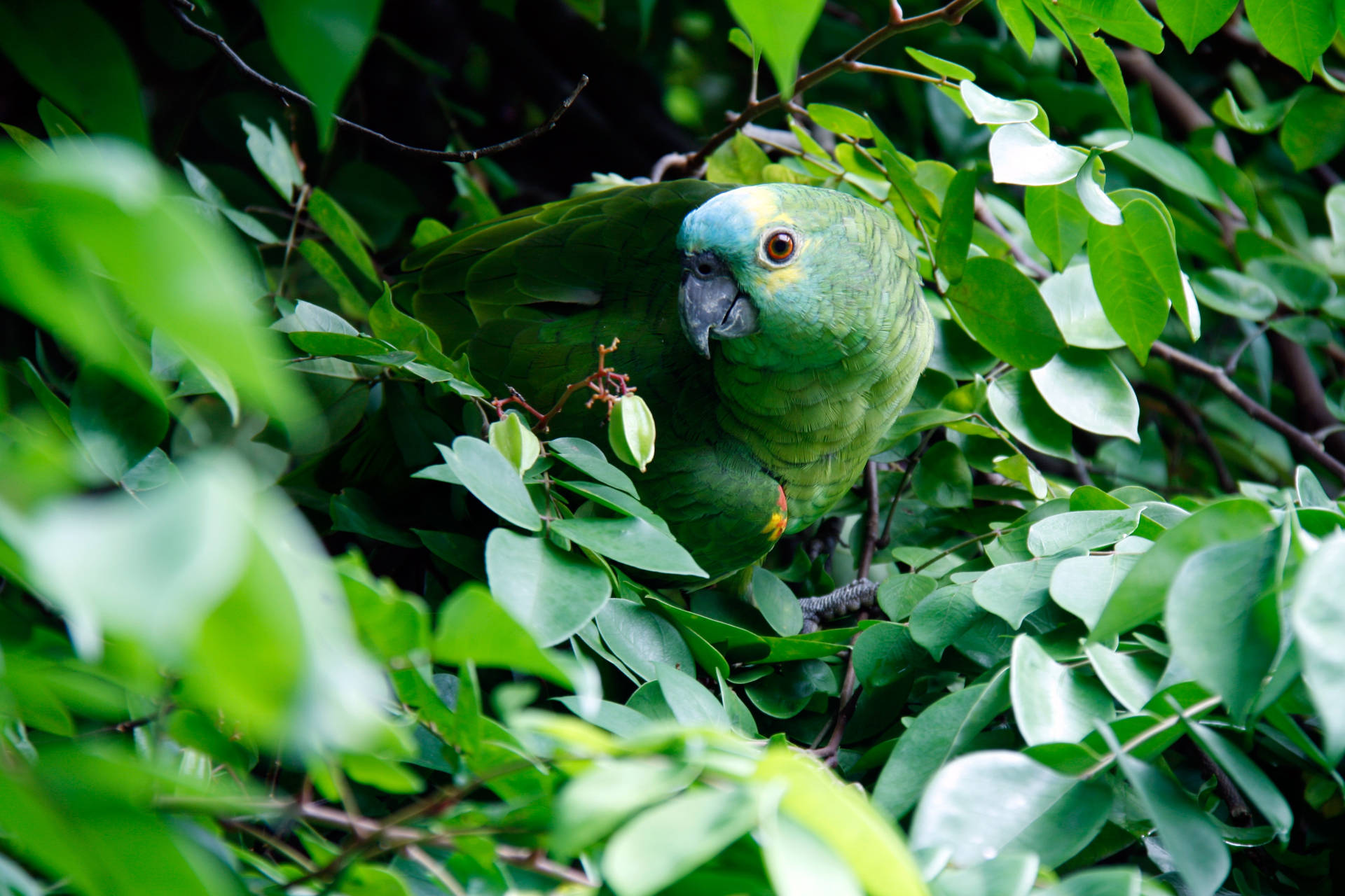 Camouflaged Green Parrot Hd Background