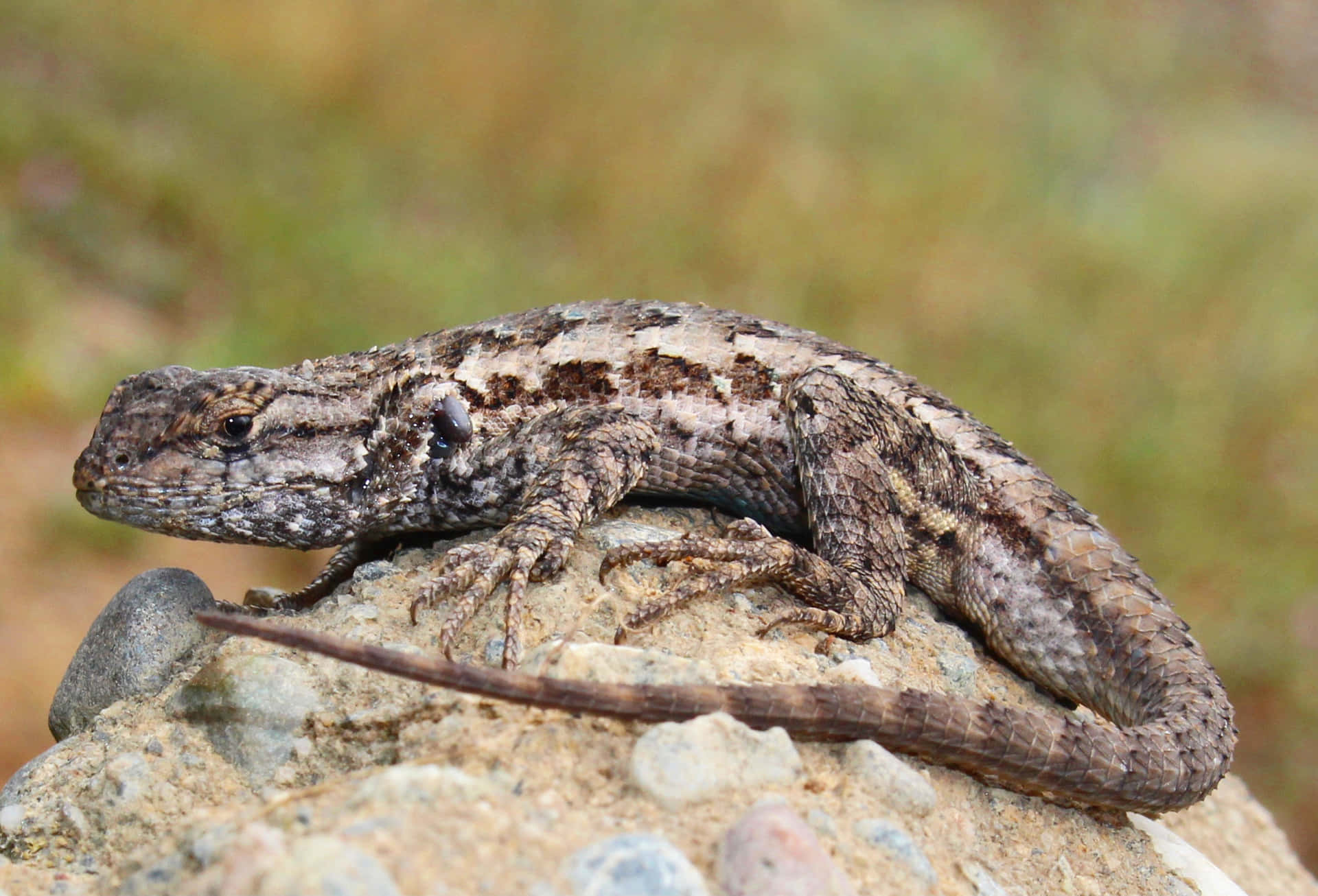 Camouflaged Lizardon Rock Background