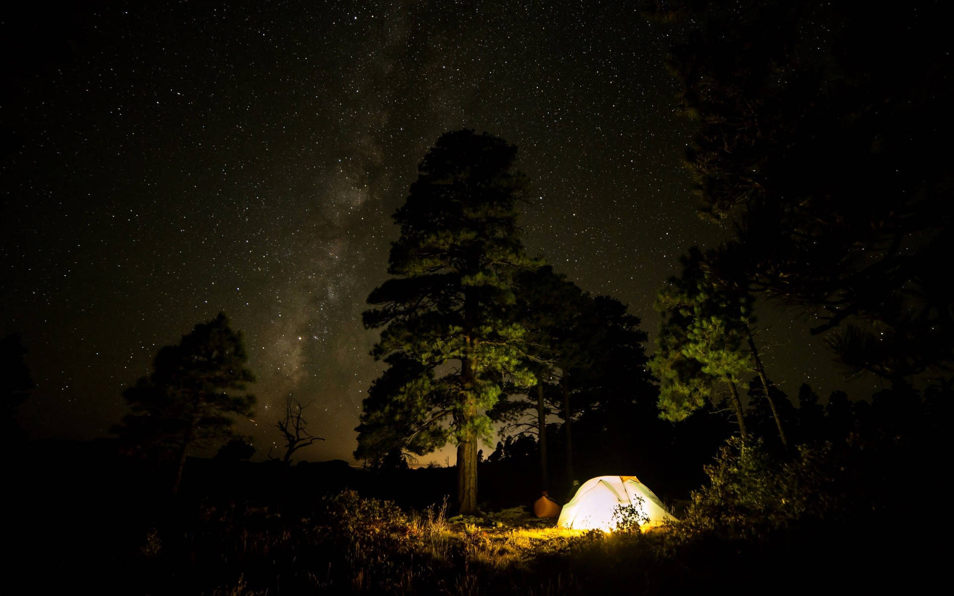 Camping Under Tree Background