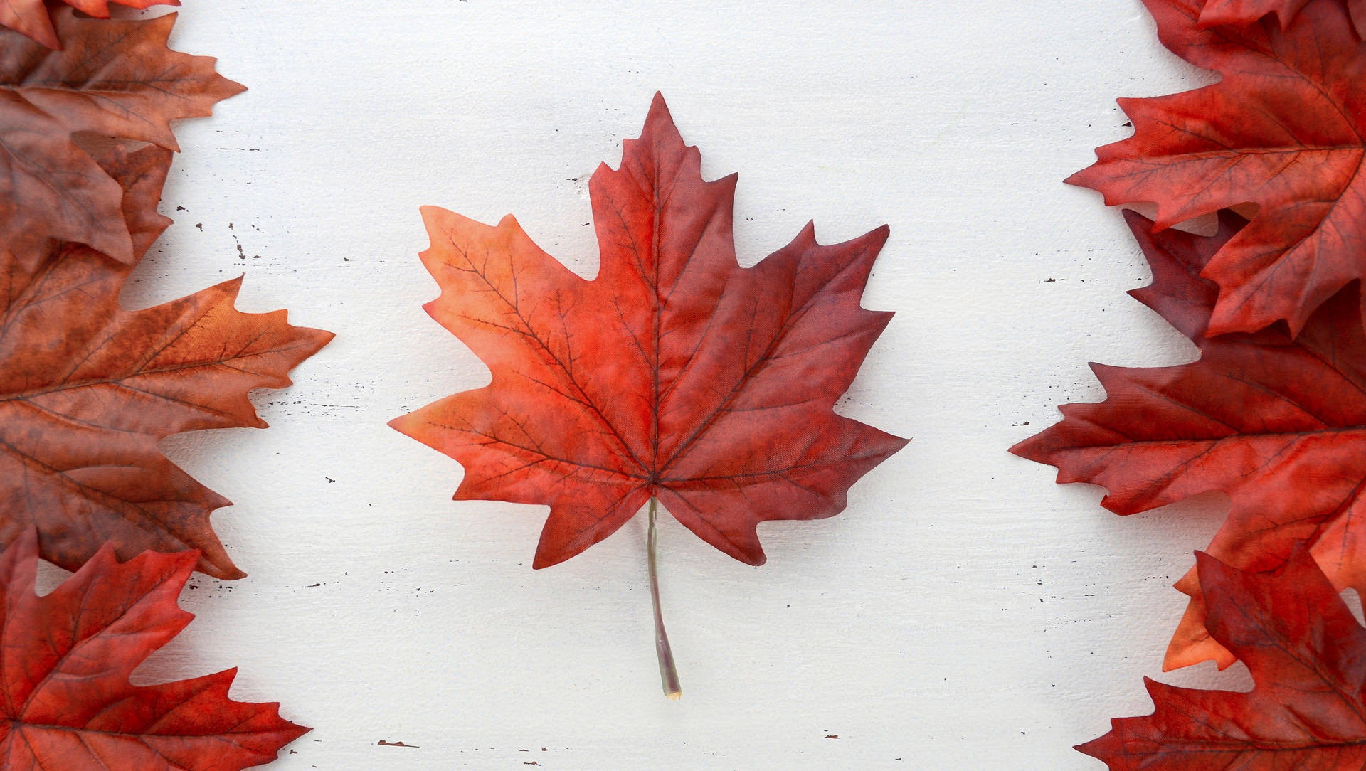 Canada Day Dried Maple Leaves Background