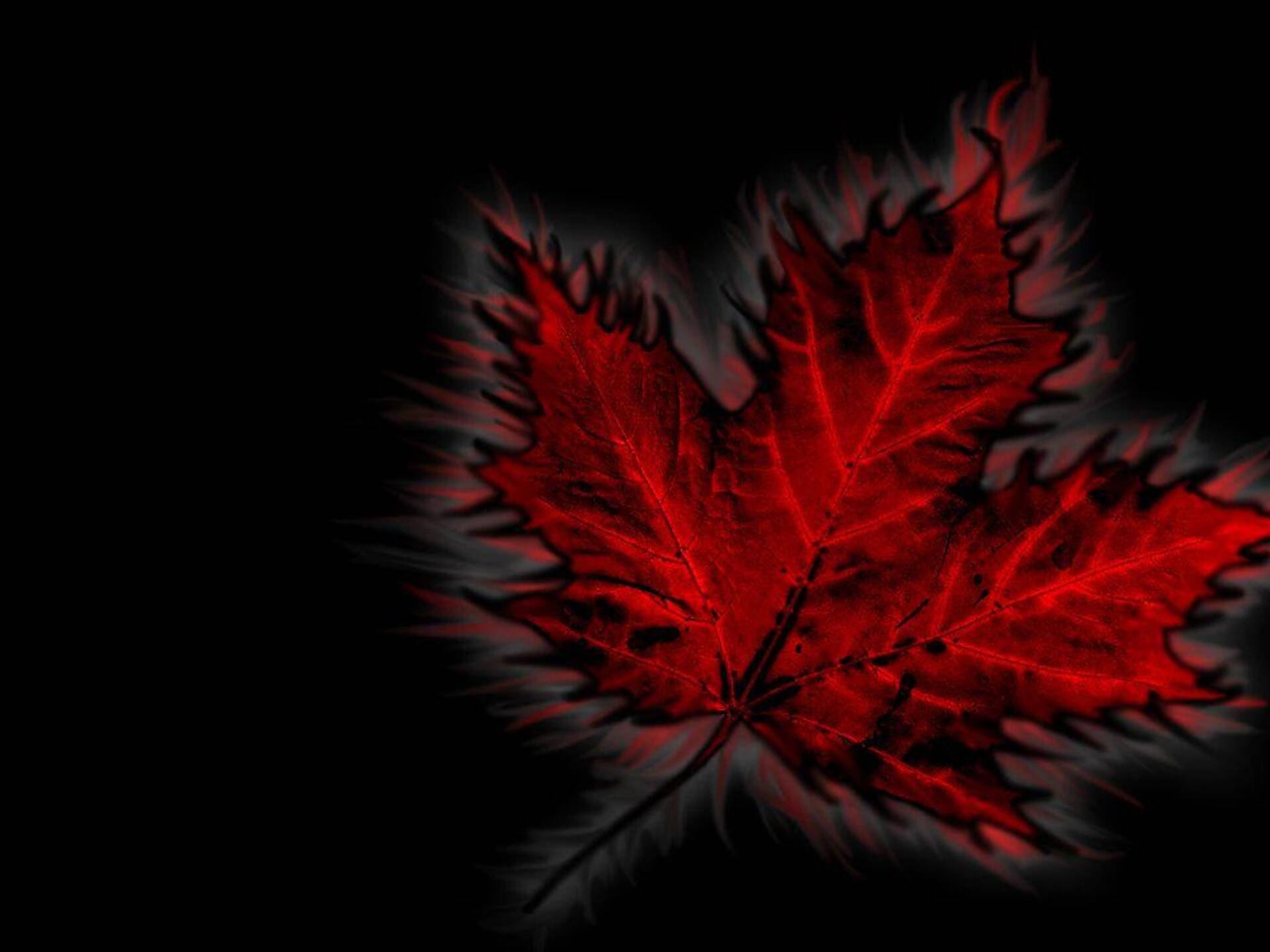 Canada Day Leaf Background