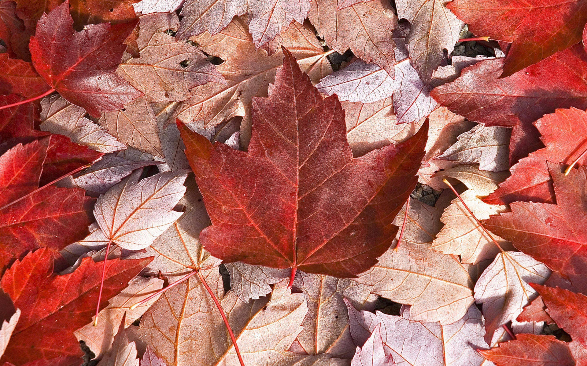 Canada Flag Maple Leaves Background