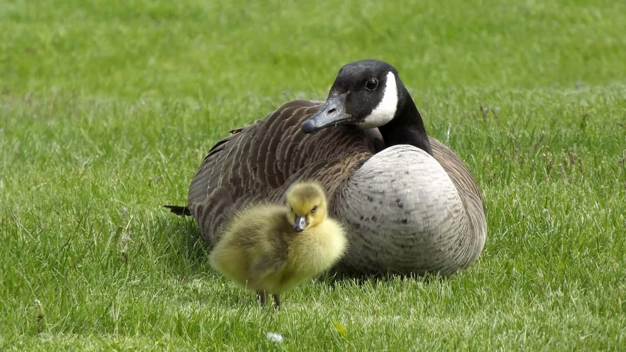 Canada Goose Mother Bird Background