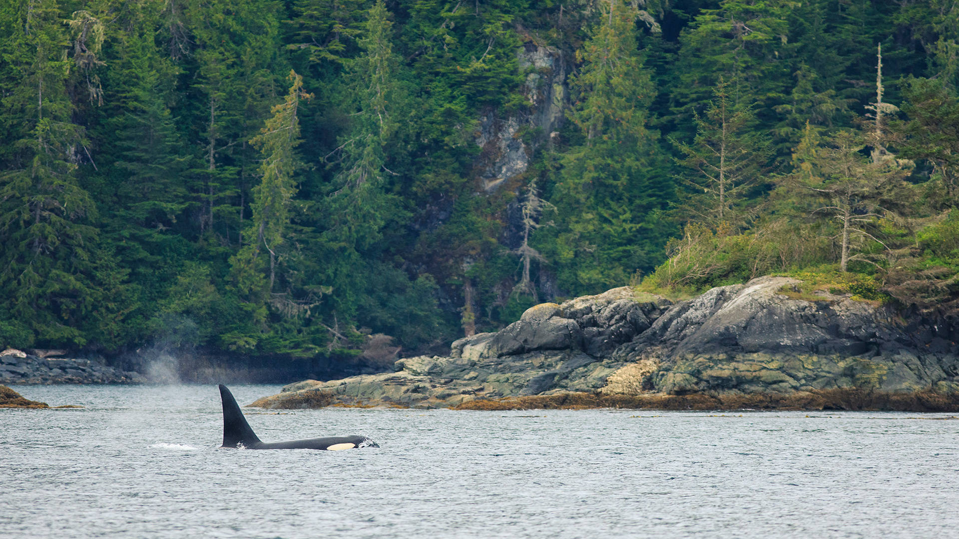 Canada's Vancouver Island Orcas