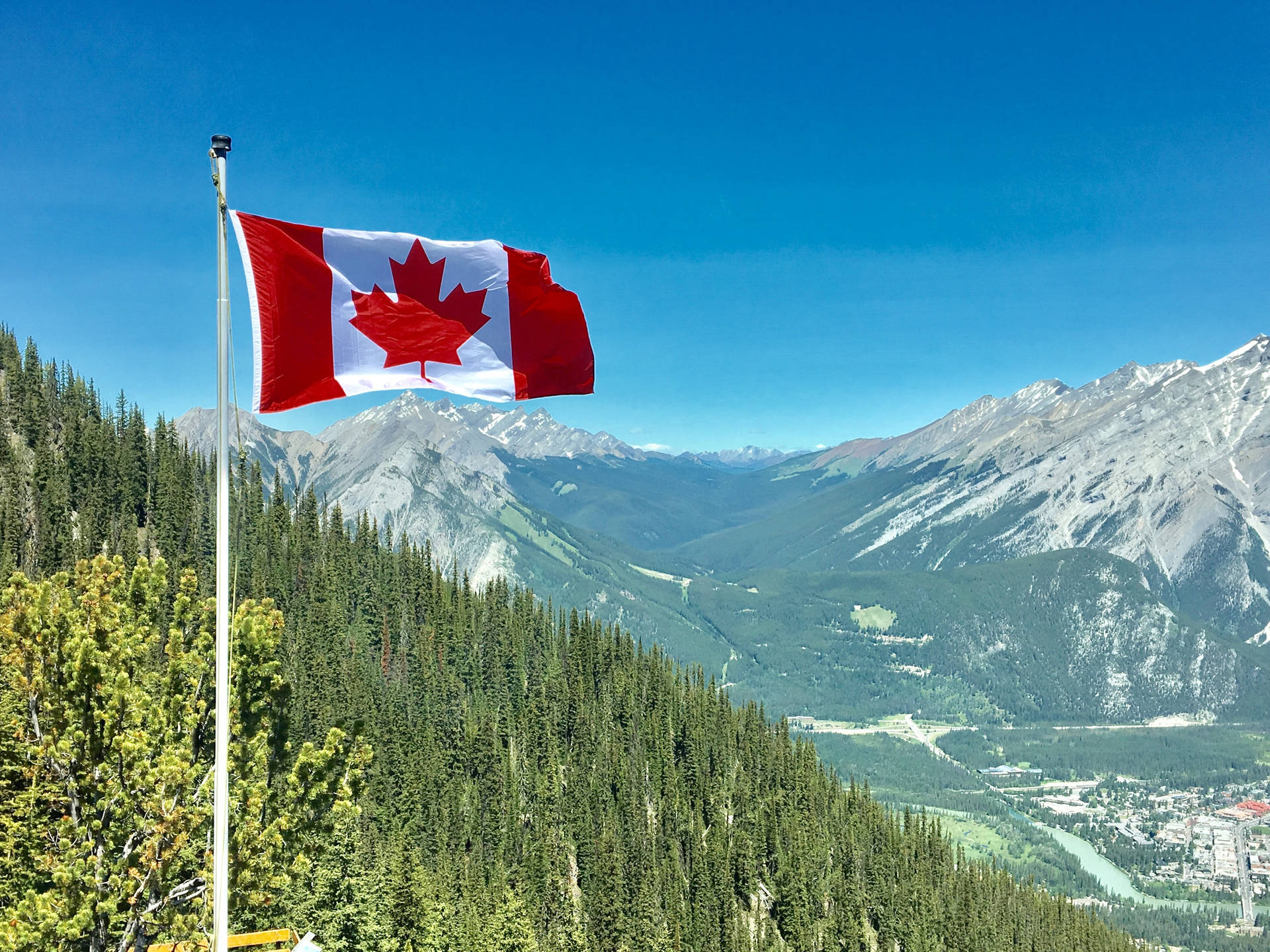 Canadian Flag Tall Trees Forest Background