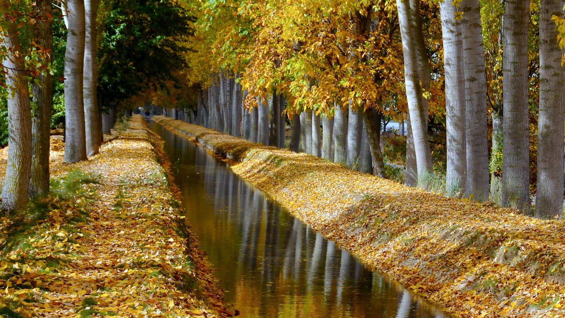 Canal Du Midi Birch Tree Background