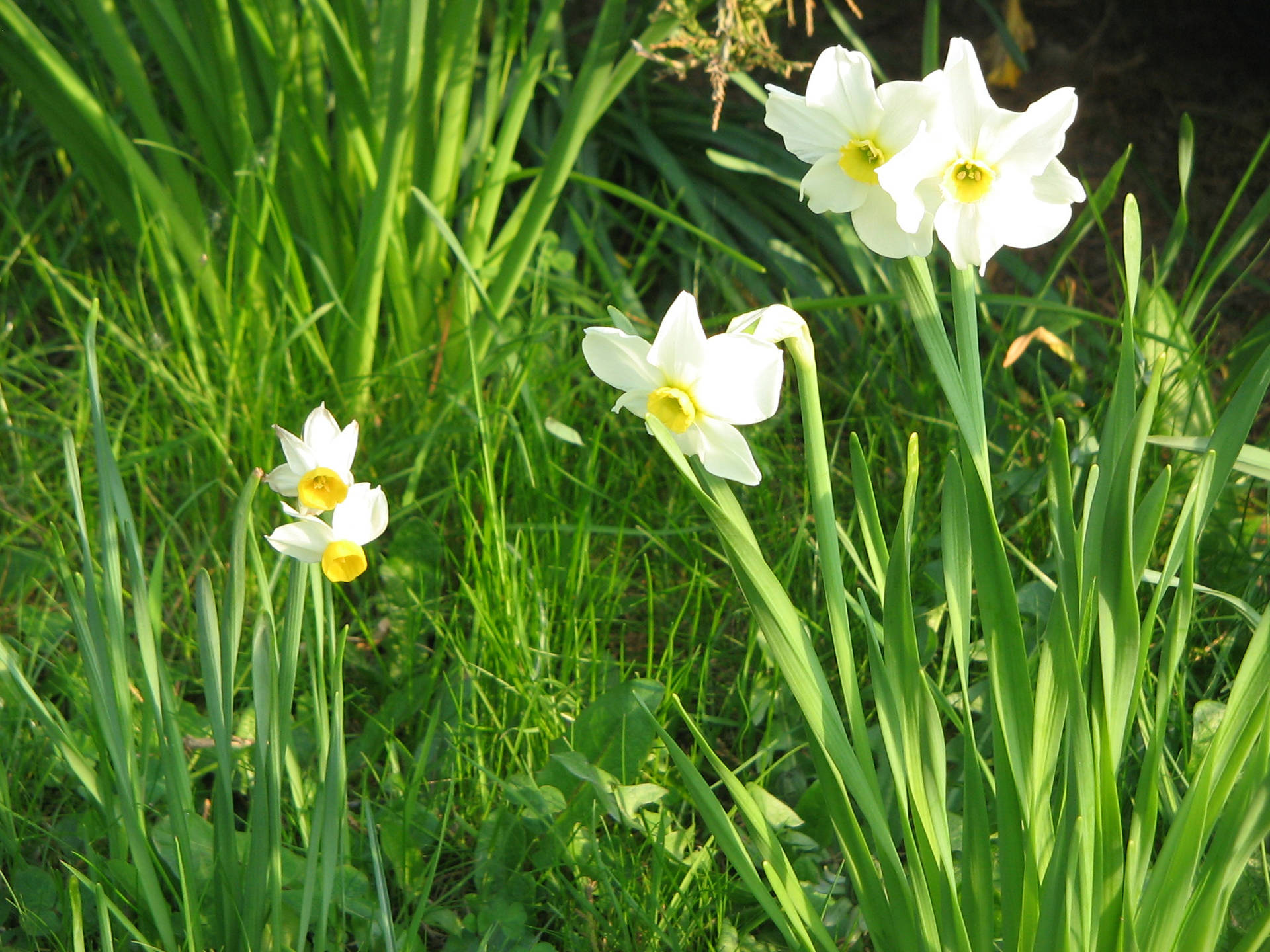 Canaliculatus And Biflorus Narcissus Flowers Background