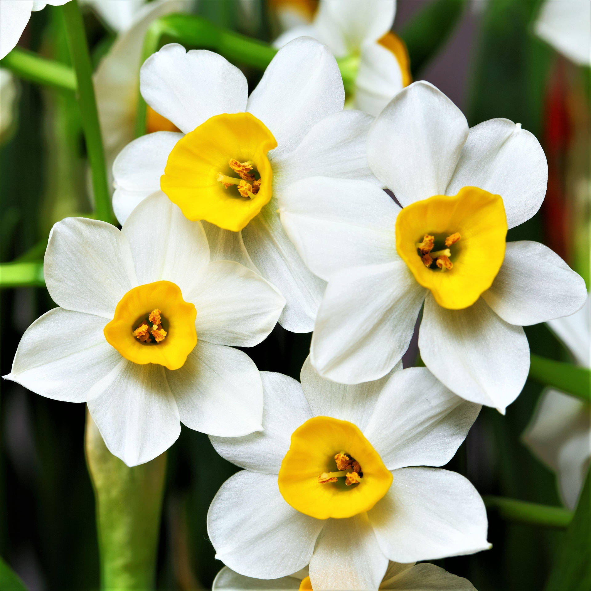 Canaliculatus Narcissus Flowers Background