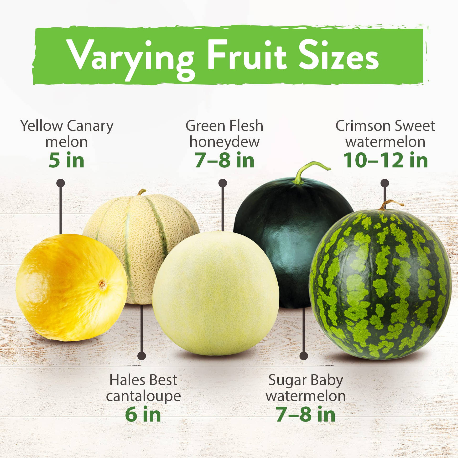 Canary Melon In Fruit Sizes Background