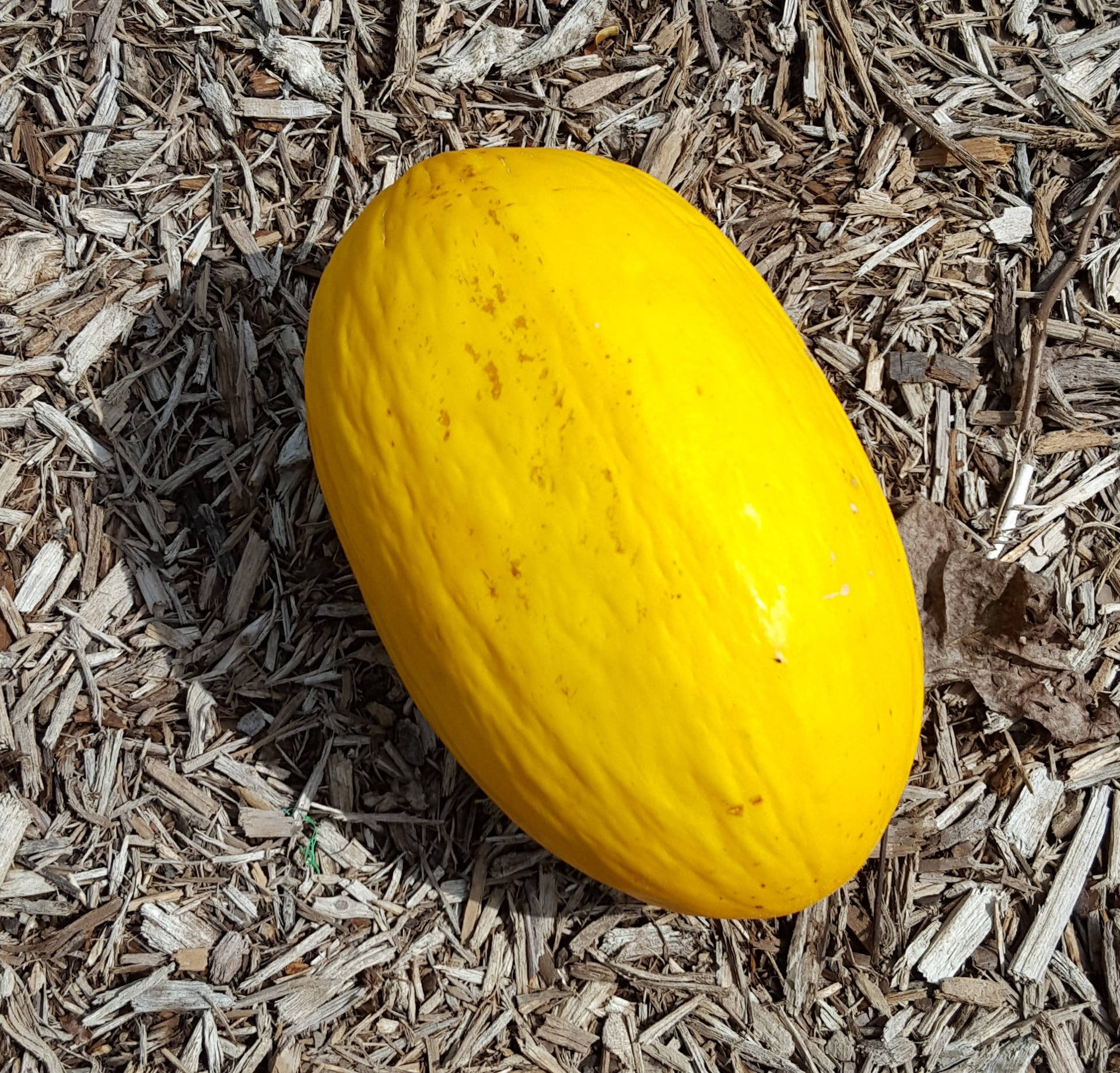 Canary Melon On The Ground Background