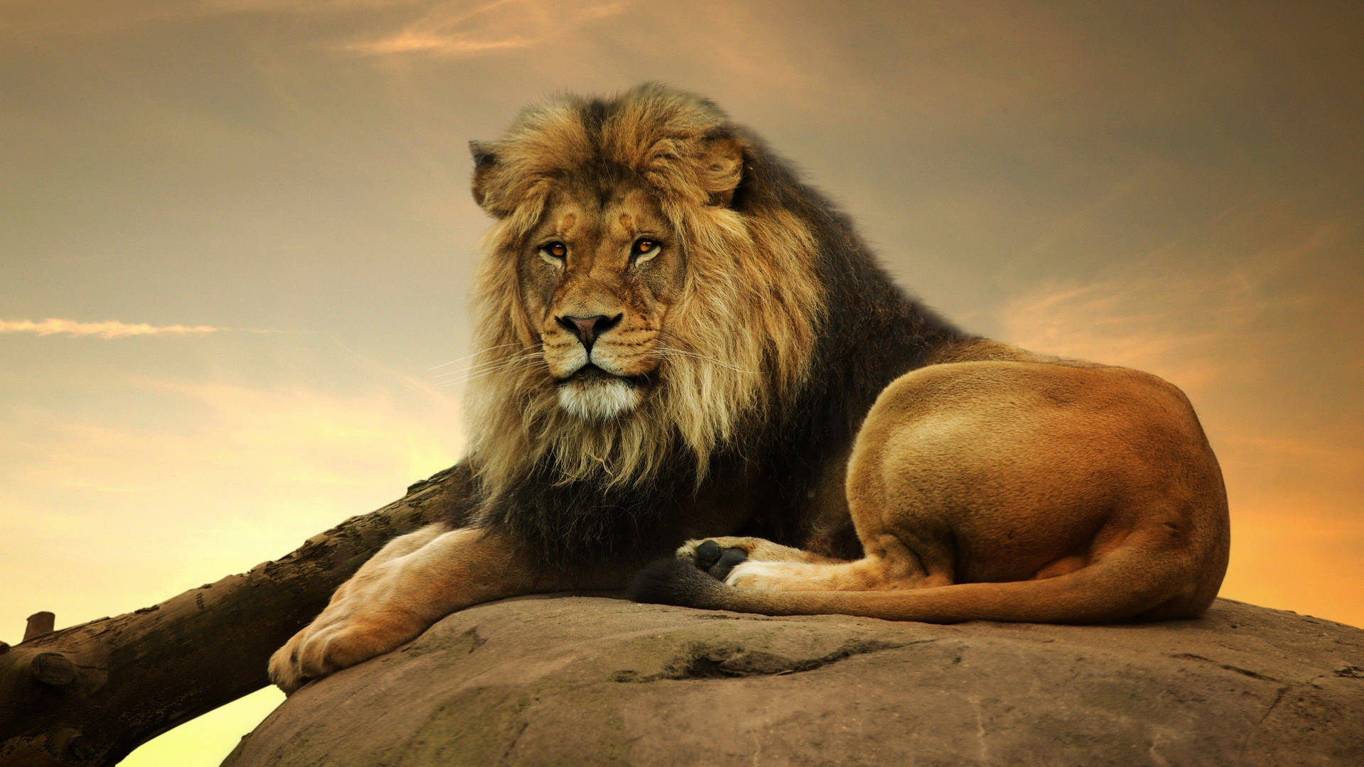 Candid 3d Lion Background Background