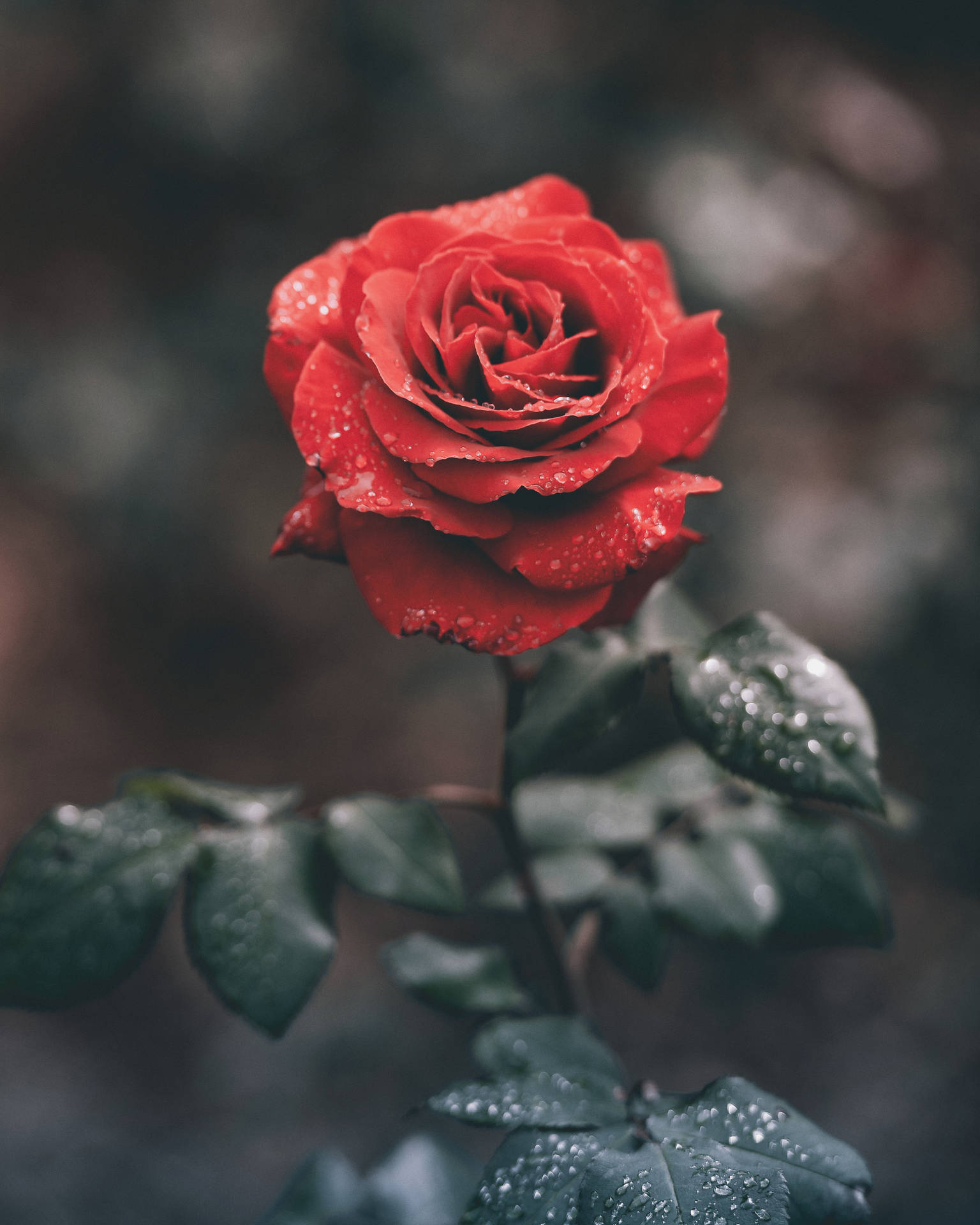 Candid Roses Desktop