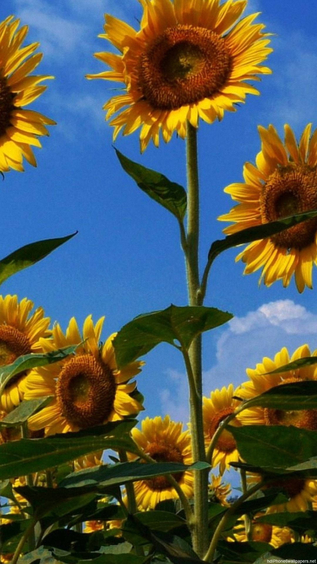 Candid Shot Sunflower Iphone Background
