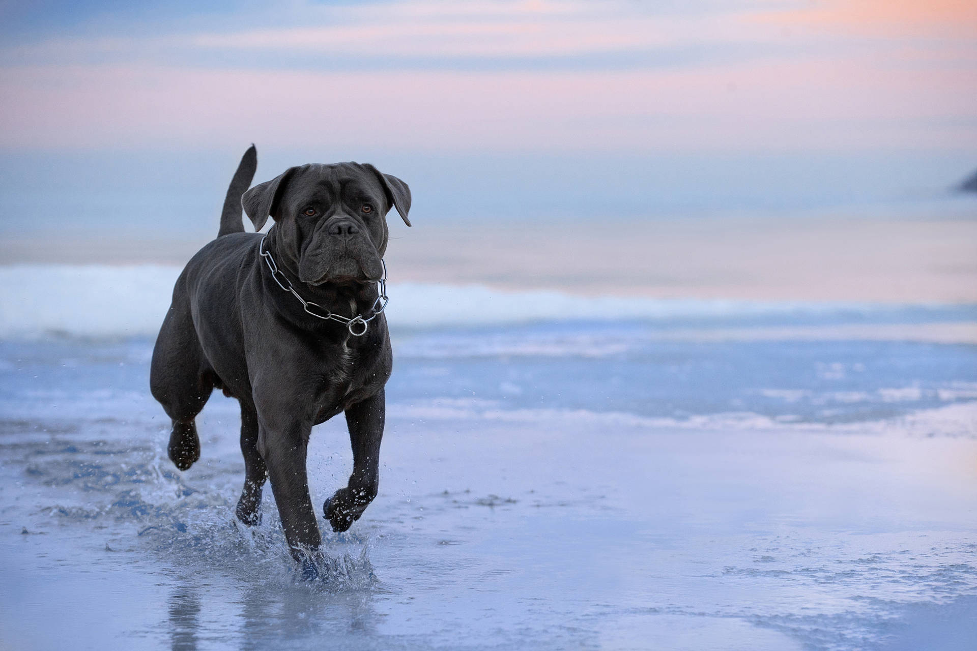 Cane Corso At The Beach Background
