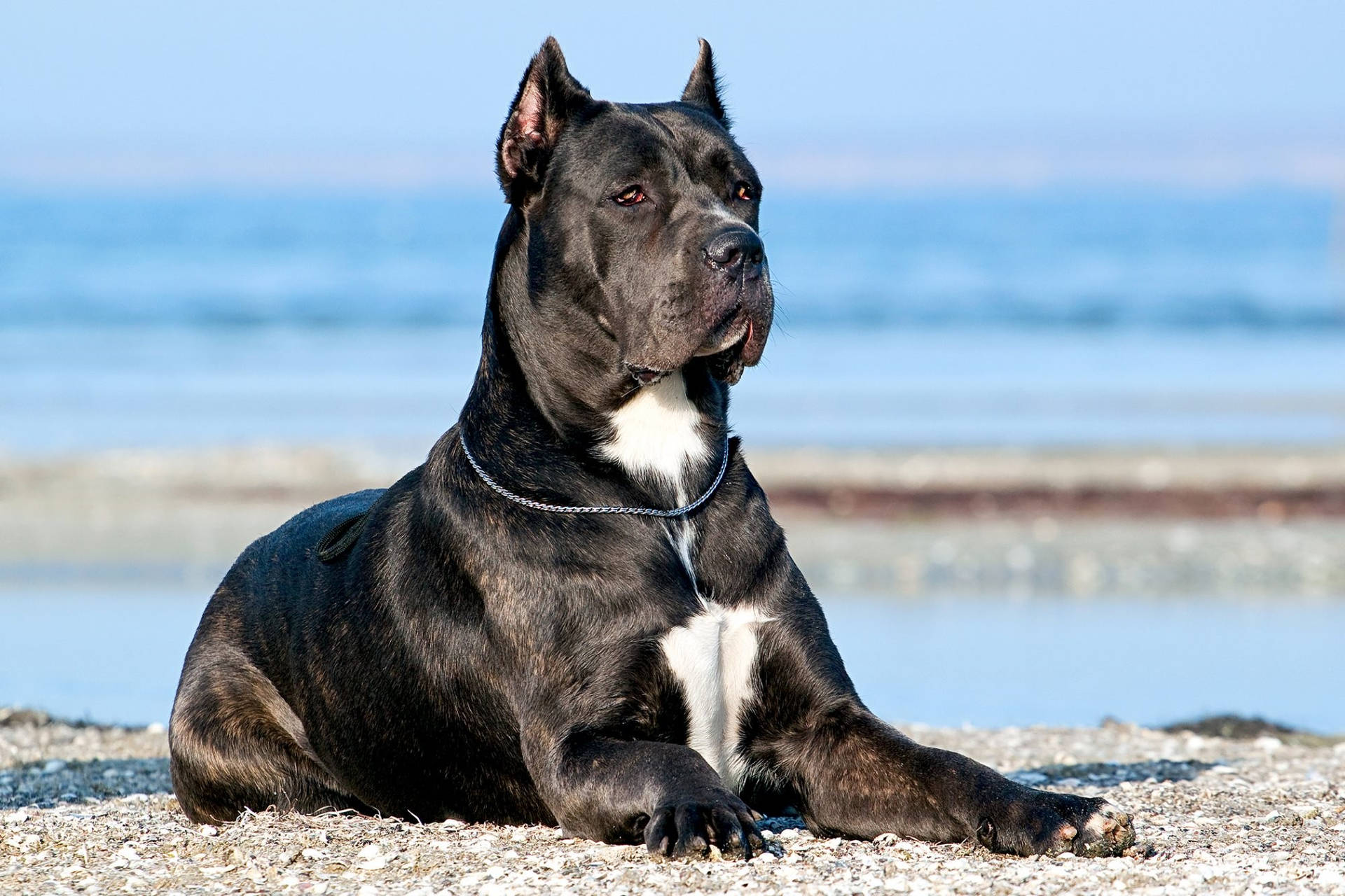 Cane Corso By The Shore Background