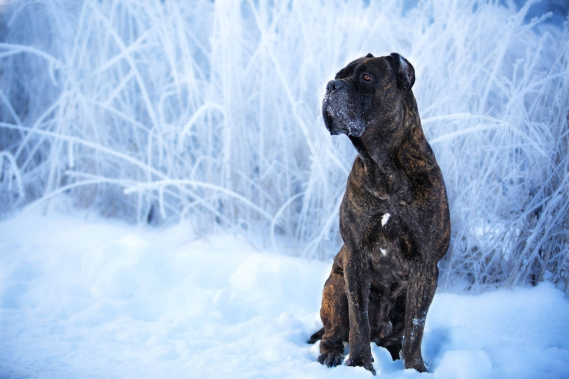 Cane Corso Dog In Snow Background