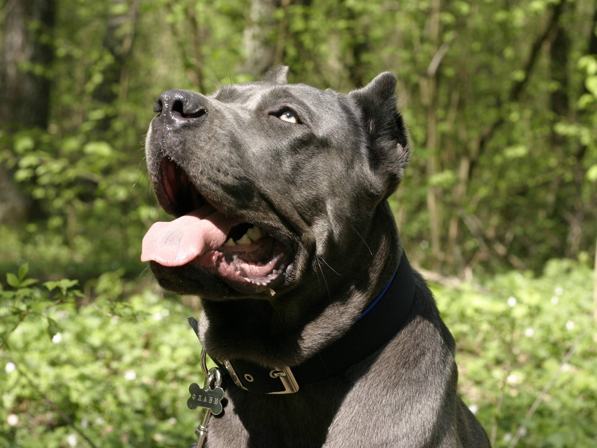 Cane Corso In The Forest