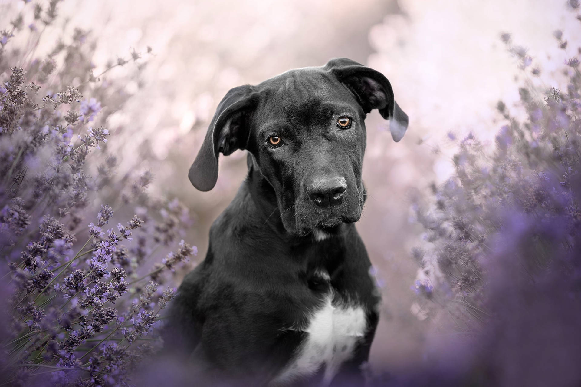 Cane Corso On Lavender Field