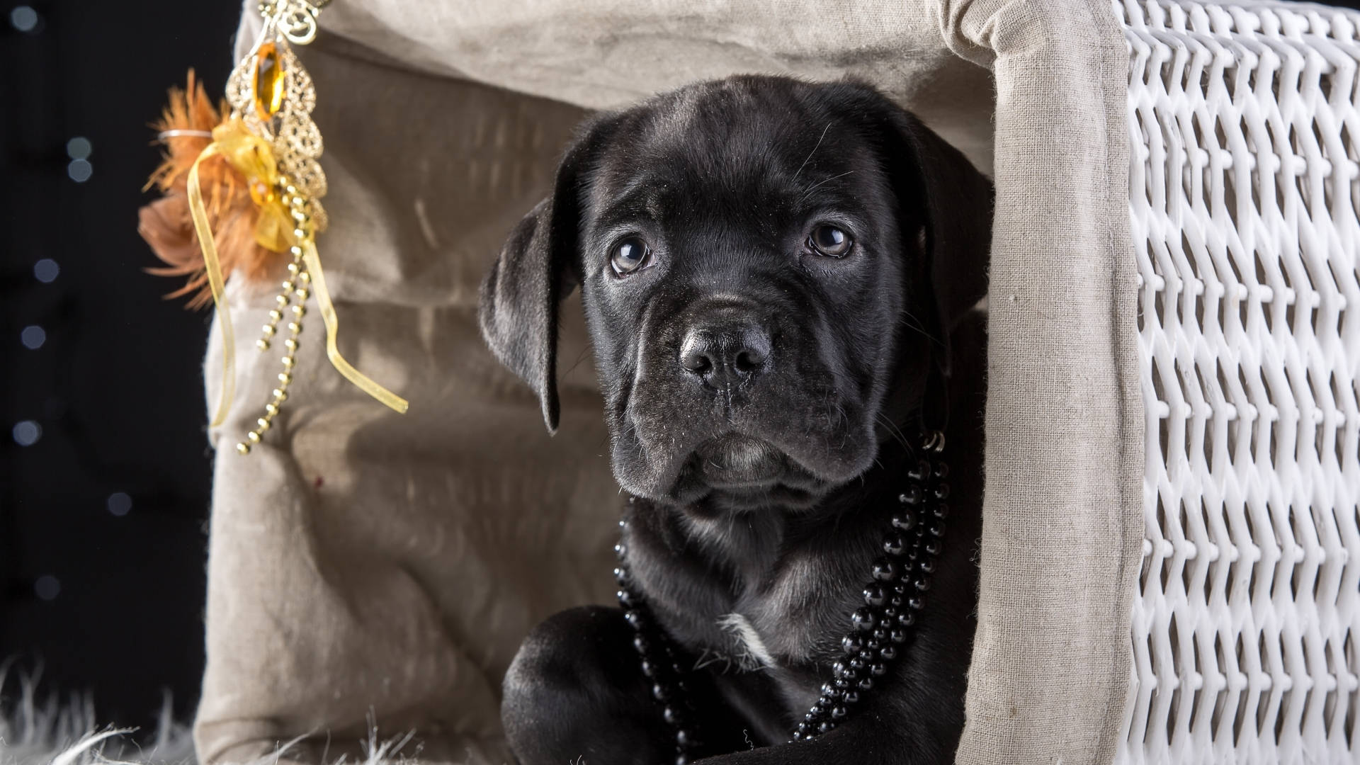 Cane Corso Pup In A Basket Background