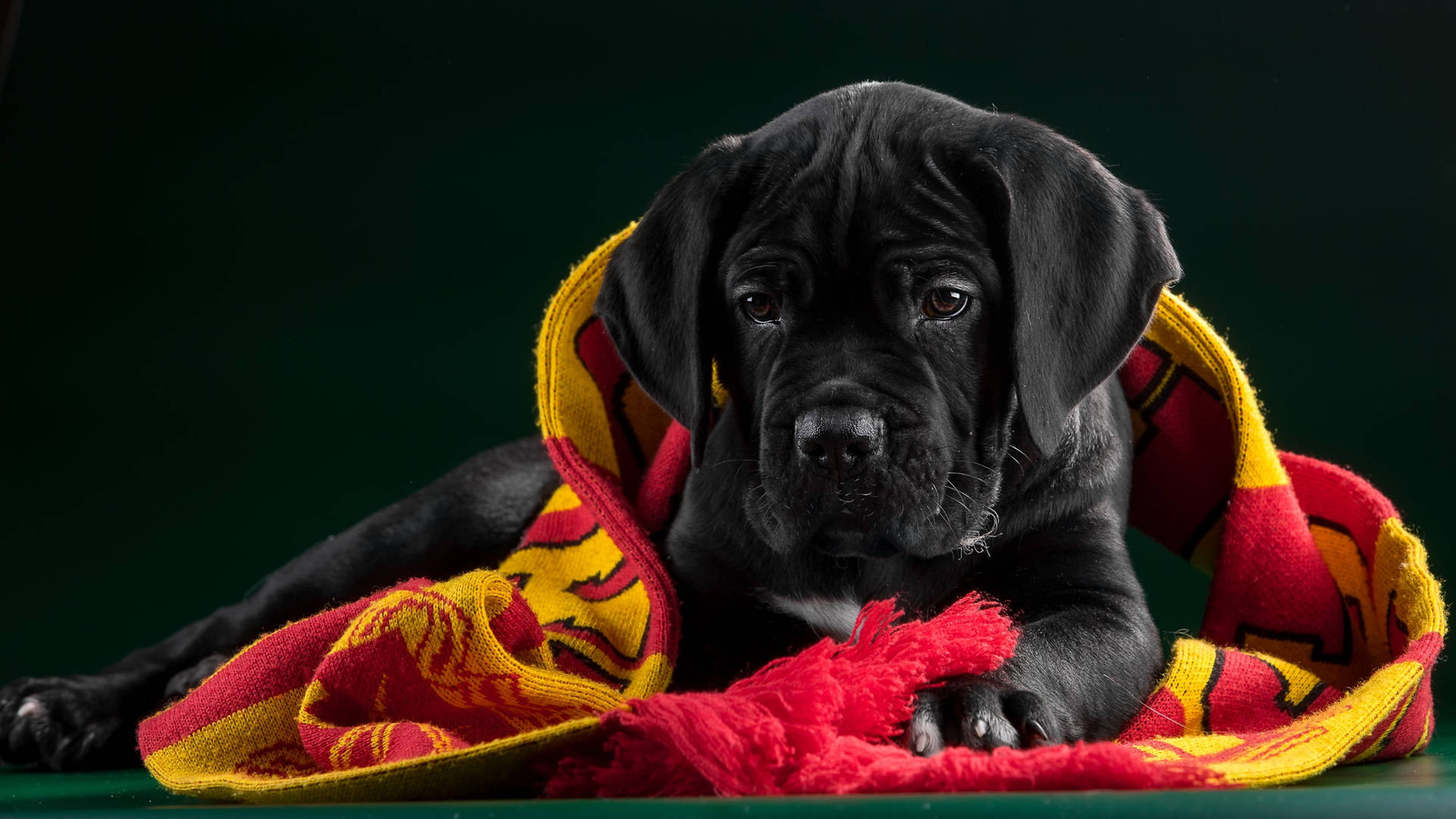 Cane Corso Puppy Scarf Model Background